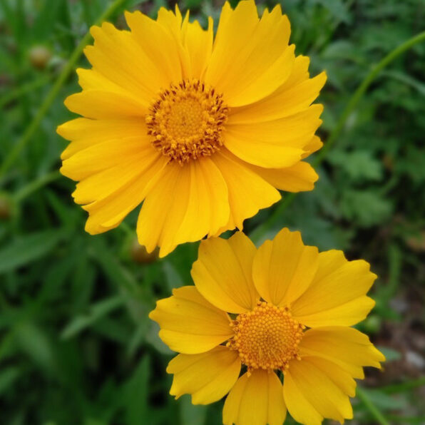 Lance-Leaf Coreopsis Seeds