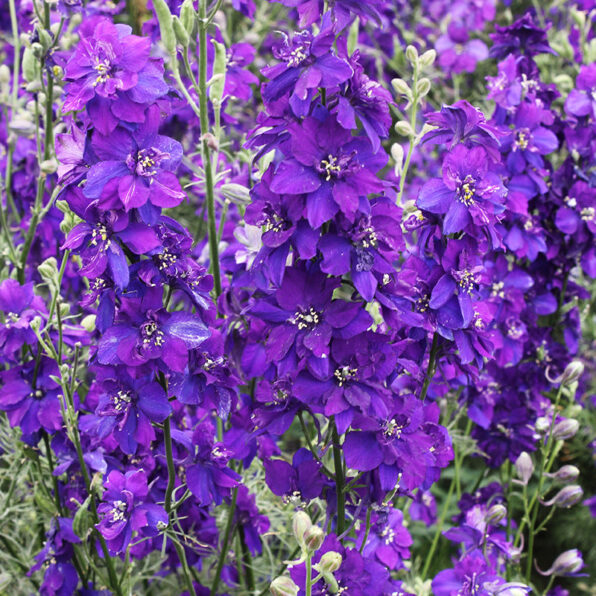 Dark Blue Larkspur Seed