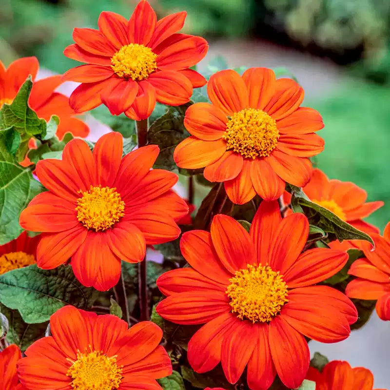 O1CN01sosI1B2Jkjlew9AD0__2213216199460_jpg_q50_jpg