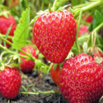 Fragaria 'Seascape' Strawberry Seeds