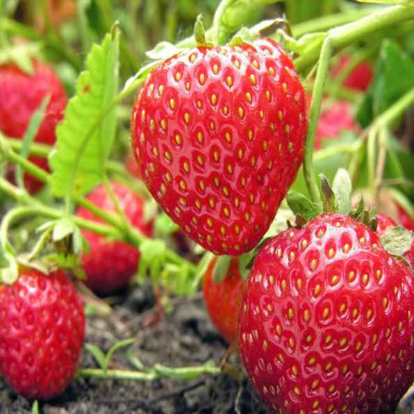 Fragaria 'Seascape' Strawberry Seeds