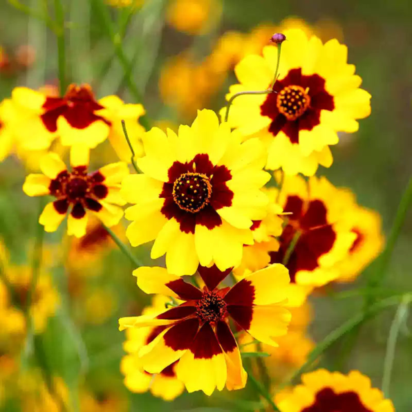 SunKiss Coreopsis Seeds