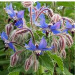Borage Seeds