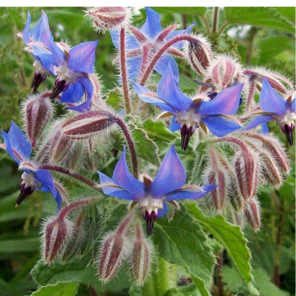 Borage Seeds