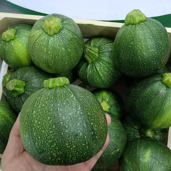Eight Ball (F1) Squash Seeds