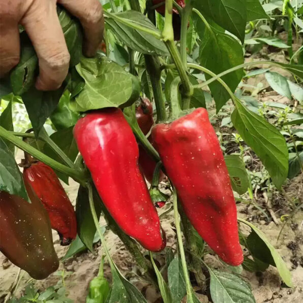 Red Impact Hybrid Pepper Seeds