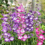 penstemon-sensation-mix-flo-1