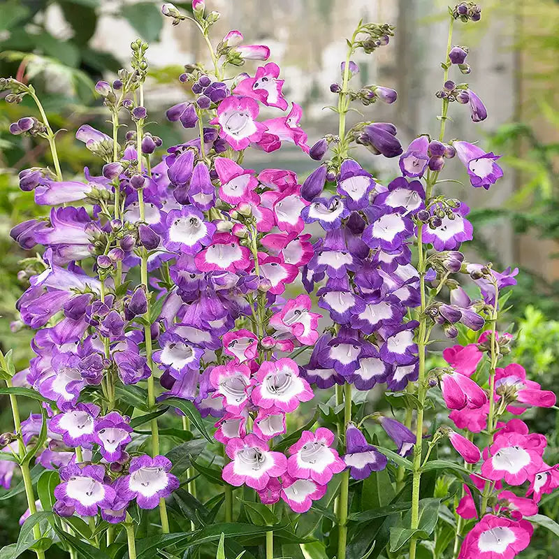 O1CN01t3u6Aj2Jkjj6K9Gor__2213216199460.jpg_q50.jpg__1