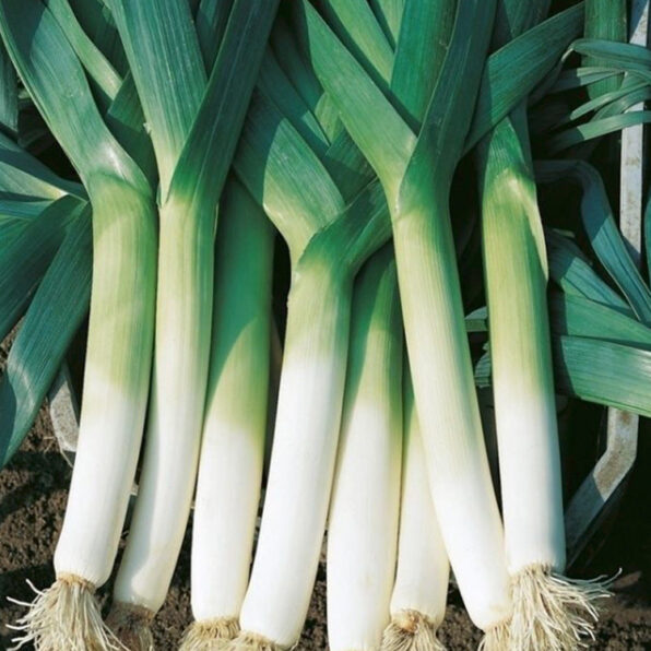 Lancaster F1 Leek Seeds