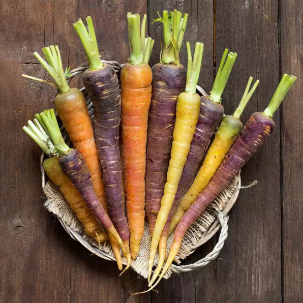 Rainbow Hybrid Carrot Seeds