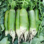 O1CN01zpSxSa2LY21wUz6fA__3937219703-0-C2M_jpg_q50_jpg