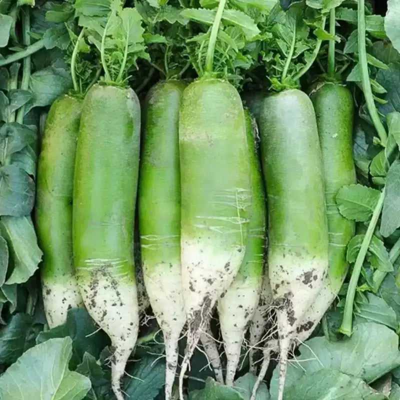 O1CN01tDjb6z1ia4mP6IAt1__2215230394428_jpg_q50_jpg