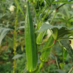 O1CN01T8Fklb1Dt57REsKKD__0-item_pic_jpg_q50_jpg