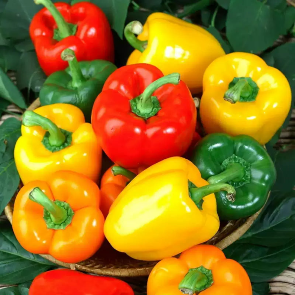 Sweet Rainbow Mix Pepper Seeds