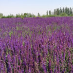 O1CN01y5jKGf2BdO9e9W7Zp__2044468361-0-cib