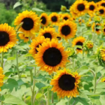 sunflower-here-comes-the-sun-mix-1