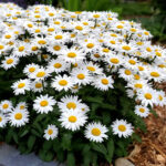 O1CN01oGJAU12Jkjf9C6Ecq__2213216199460_jpg_q50_jpg