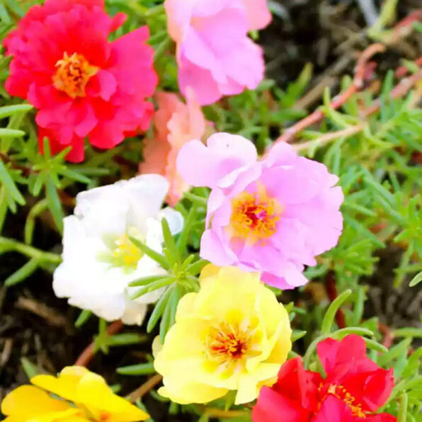 Mix Shades Purslane Seeds