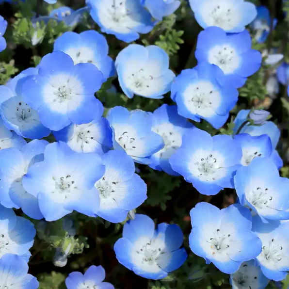 Baby Blue Eyes Seeds