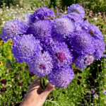 O1CN01wrBSWm2Jkjm4DVuJD__2213216199460_jpg_q50_jpg