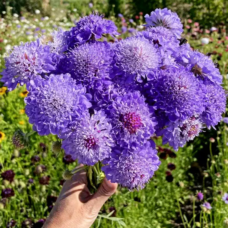 O1CN01u9aA2r2JkjlXFHcVw__2213216199460_jpg_q50_jpg