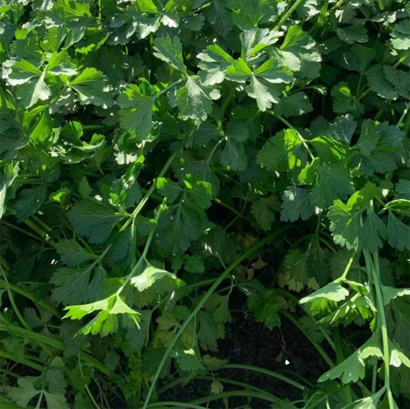 O1CN01uDorJR1ji9HbRWr5M__2842434581