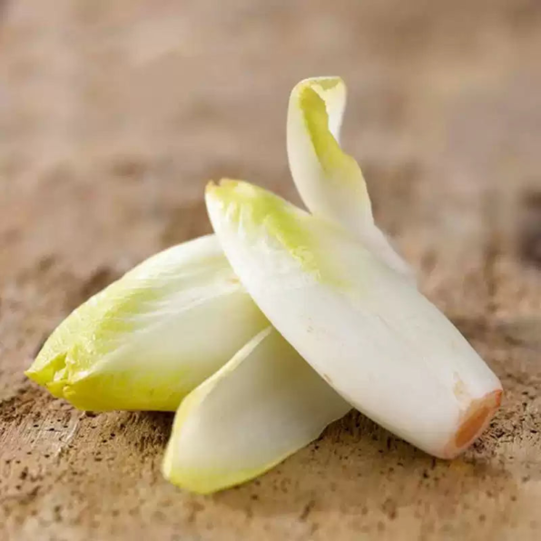 Bingo Endive Seeds