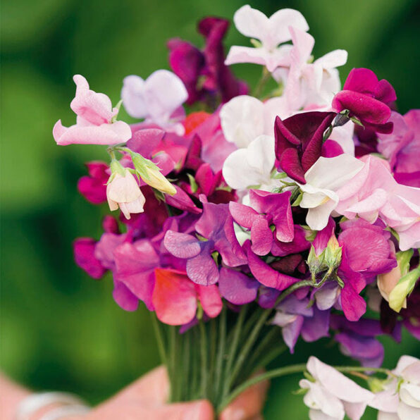 'Sweet Dreams' Sweet Pea Seeds