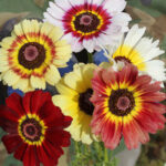 O1CN015Yv2TD2JkjaN5kC4c__2213216199460