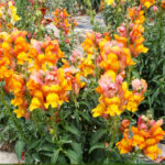 O1CN01OaEj3U2JkjZRpsRZv__2213216199460