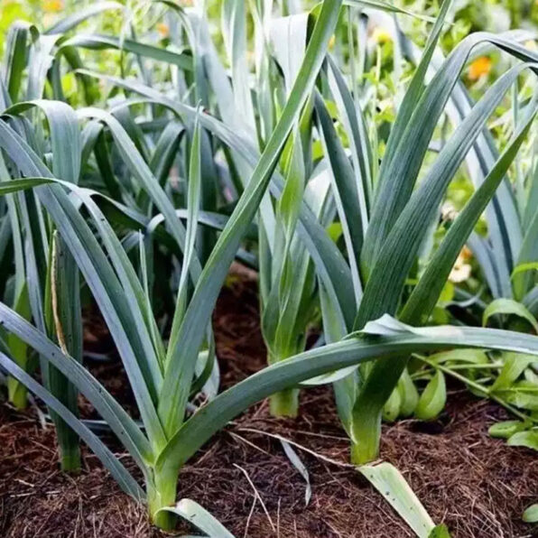 Lancelot Leek Plants Seeds