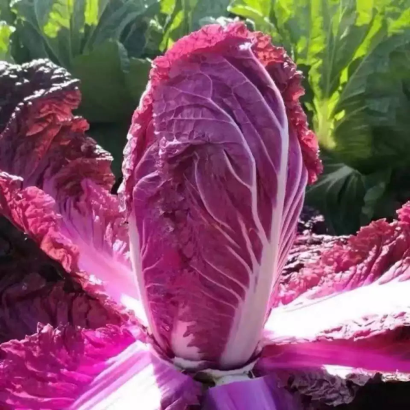 Merlot (F1) Chinese Cabbage Seed