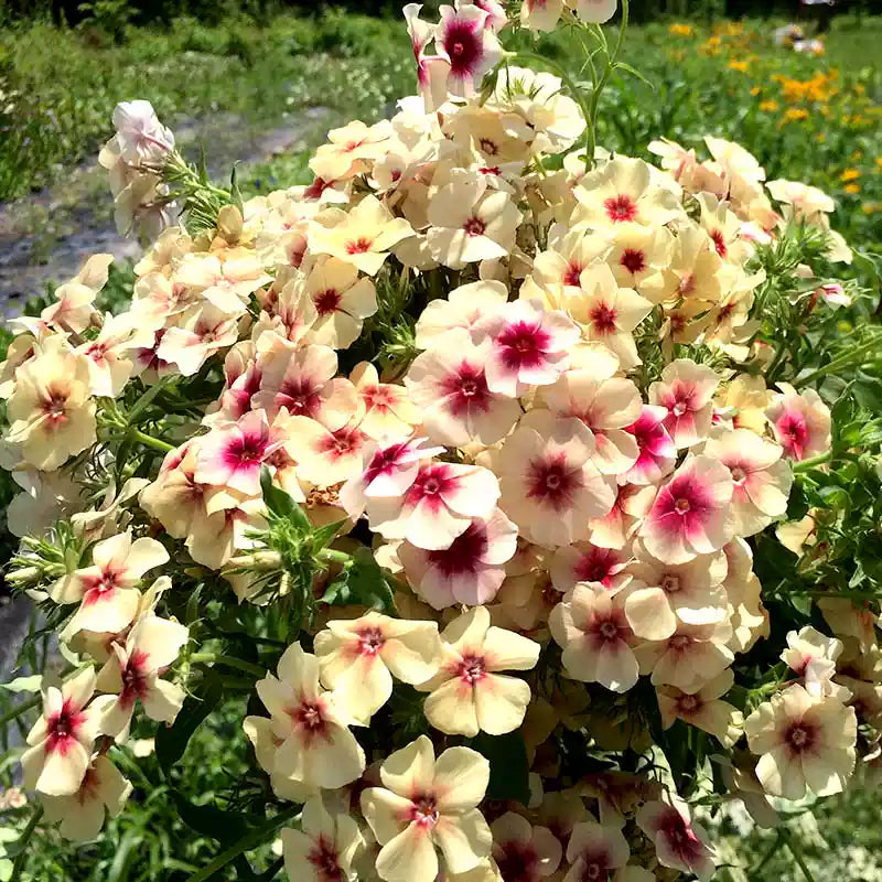 O1CN01v35UDb2JkjlcBFtjw__2213216199460_jpg_q30_jpg