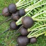radish-black-spanish-round-shk-1