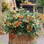 O1CN018xzikX26IG7s12HLU__4252627638_jpg_q50_jpg