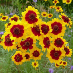 O1CN01VnEwsV2BdO9cPZR6Y__2044468361-0-cib