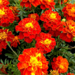 O1CN012trq0X2JkjlgOfuJ6__2213216199460_jpg_q30_jpg