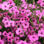 O1CN012LjliW1NdBRwutlHF__673761592