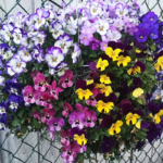 Mix Hybrid Pansy Seeds