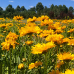 O1CN01omsRag1wtg6it85oA__753026366_jpg_q50_jpg