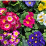 primrose-danova-mix-bal-1