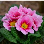 primrose-danova-mix-bal-1