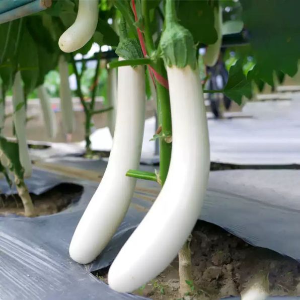 Icicle F1 Eggplant Seeds