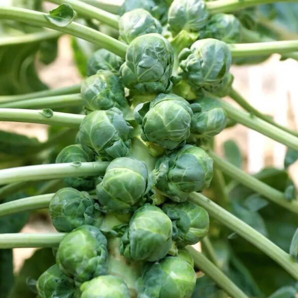 Dagan Organic Brussels Sprouts Seeds