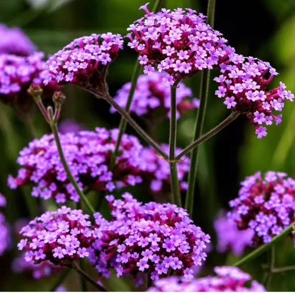 Finesse Verbena Seeds