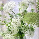 Green Mist Ammi Seeds