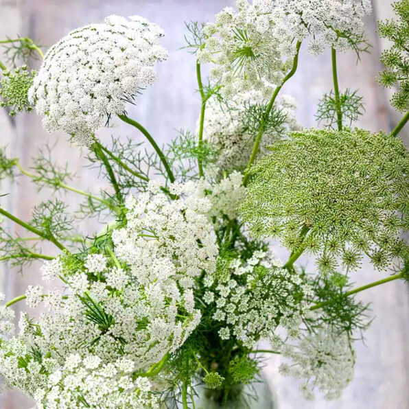 Green Mist Ammi Seeds