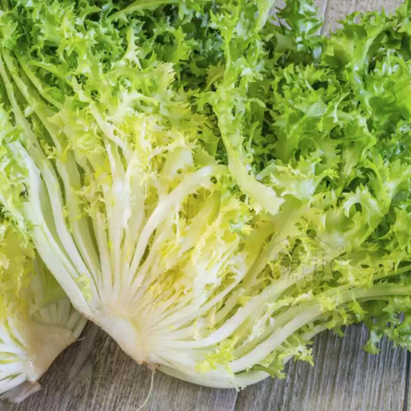 Benefine Organic Endive Seed