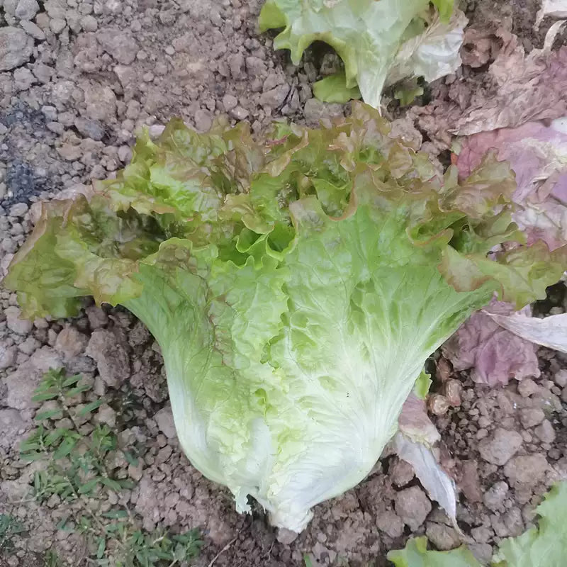 O1CN01wAGI8T2NRHEtNVbID__719379959_jpg_q50_jpg