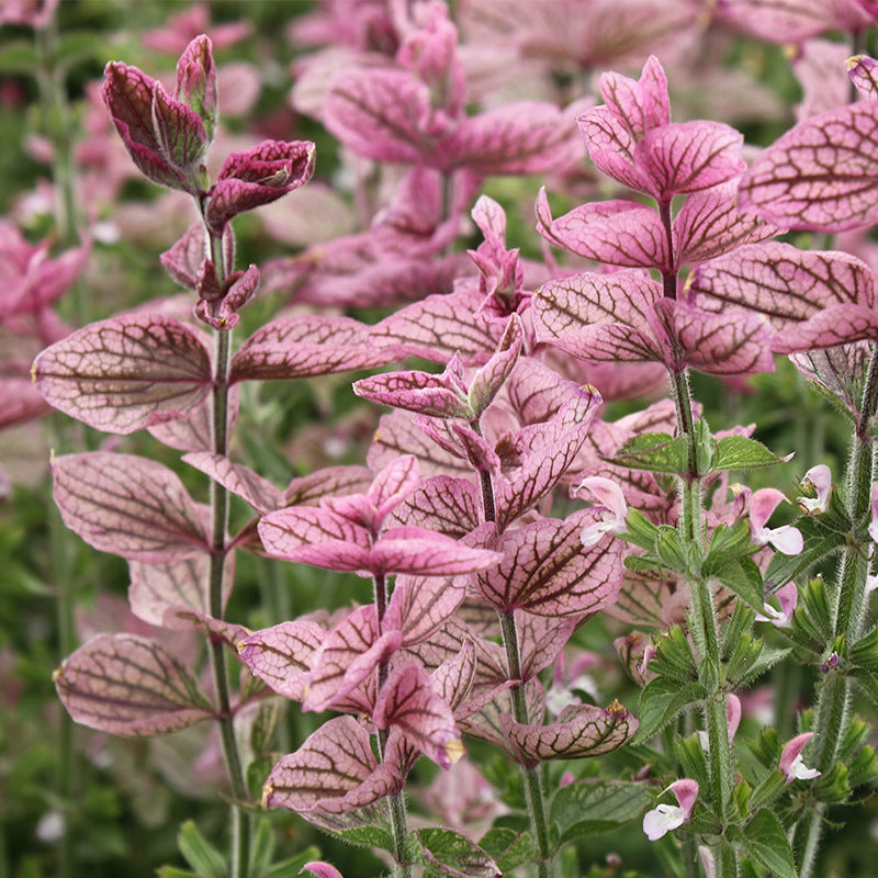 O1CN01wH8K1p2BdOJUh5Vzm__2044468361-0-cib